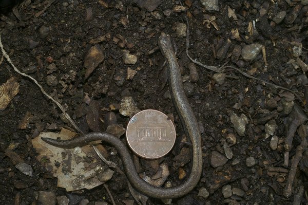 Les différences entre le MMA et d'autres sports de combat